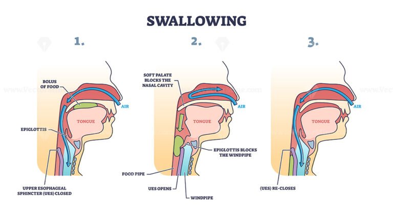 Nasal cavity anatomy with medical nose parts description outline ...