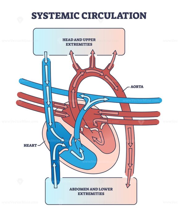 systemic circulation ouline diagram 1