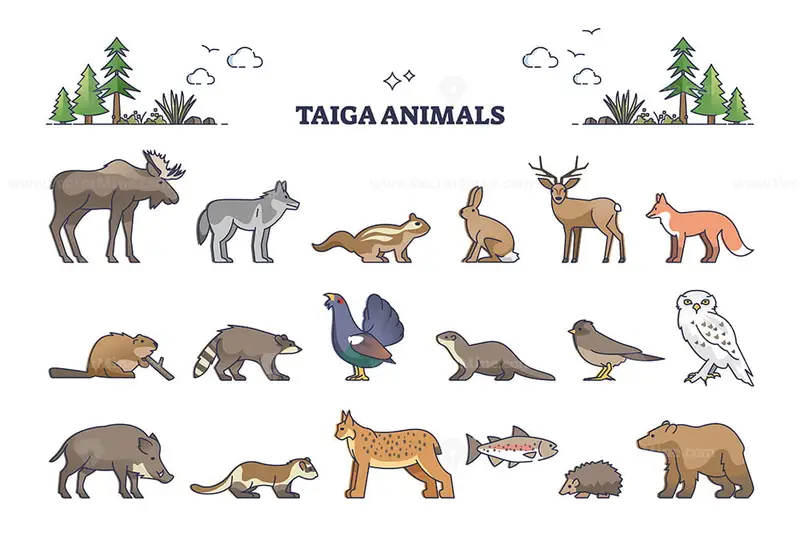 Taiga animals collection with natural habitat creatures type outline set –  VectorMine