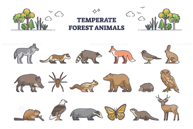 Temperate forest animals and living nature species outline collection ...