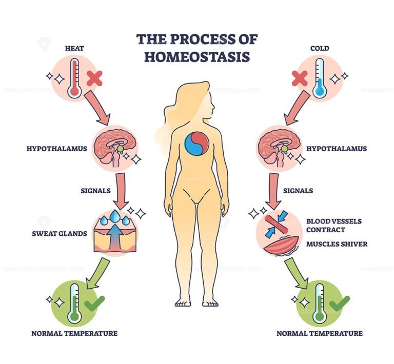 Positive Feedback In Homeostasis Using Examples From The Human Body