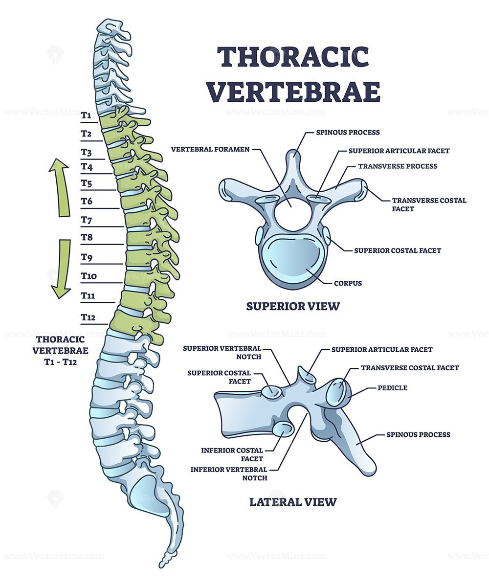 Thoracic vertebrae location and medical structure description outline