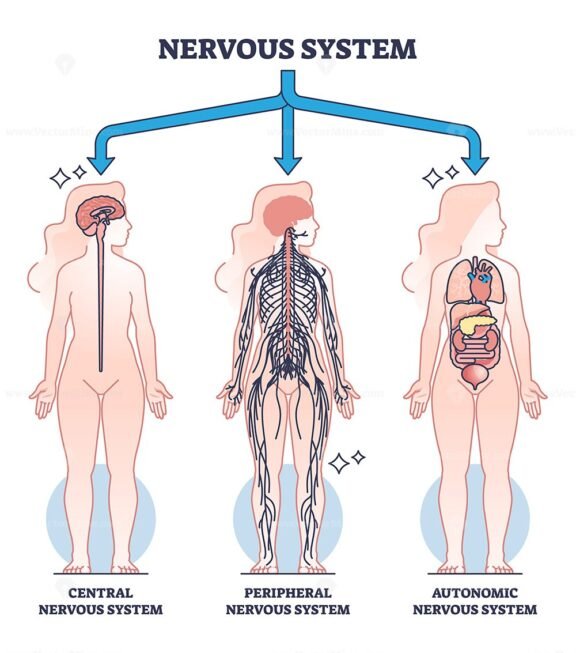 three main parts of the nervous system ouline 1