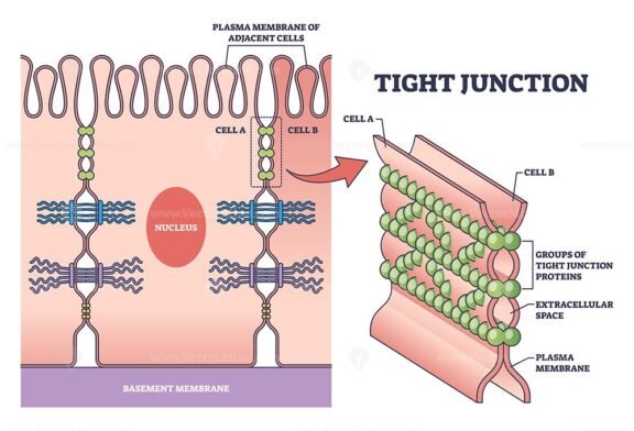 tight junction outline diagram 1