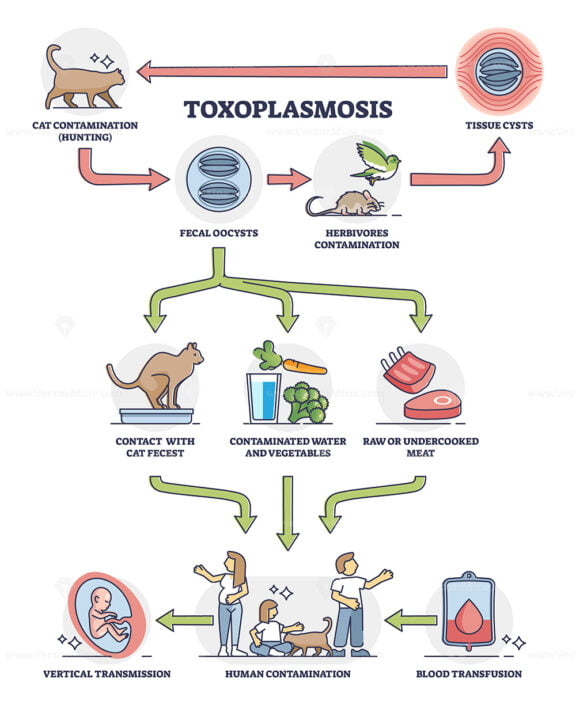 Taxoplasmosis illness and parasitic disease contamination outline diagram