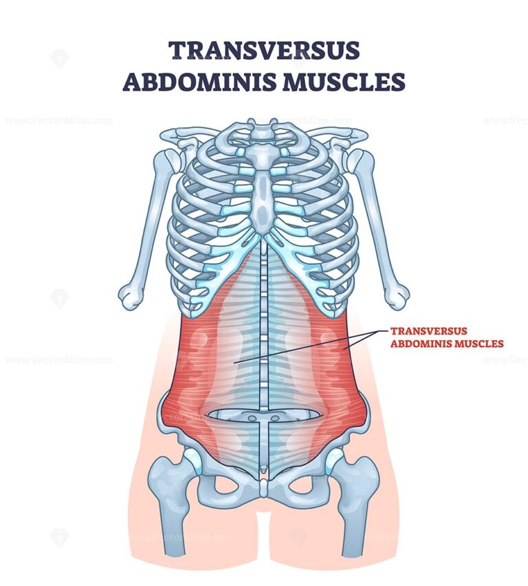 Transversus Abdominis Muscles In Abdominal Muscular System Outline ...