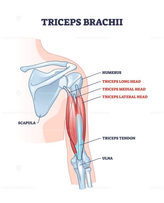 triceps brachii outline 1