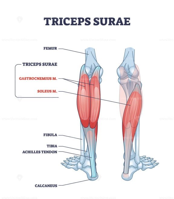 triceps surae outline 1