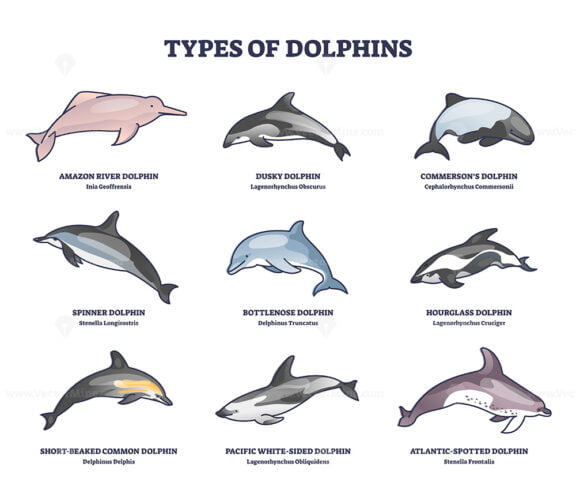 Types of dolphins and swimming mammals species outline collection diagram