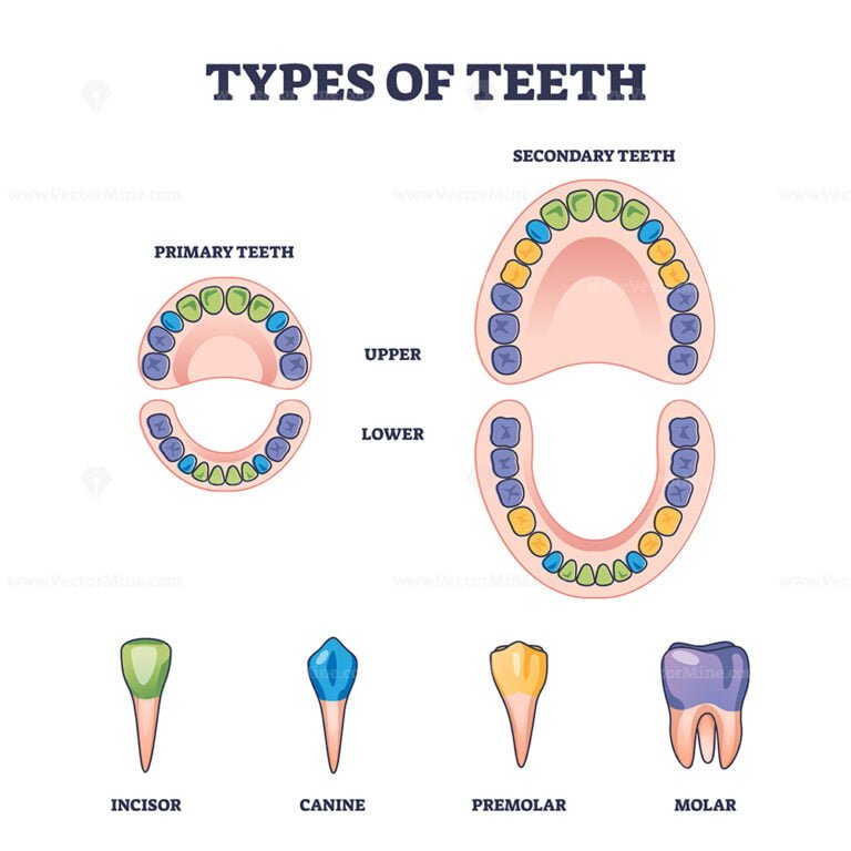 Types of teeth with primary and secondary tooth division outline ...