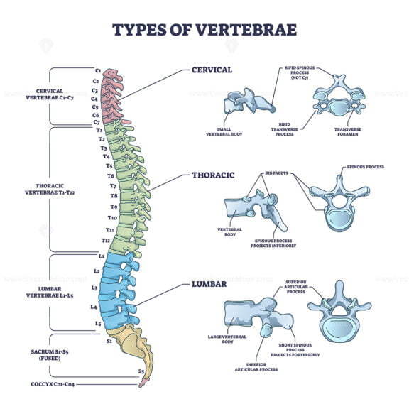 Types Of Vertebrae And Cervical, Thoracic And Lumbar Division Outline 