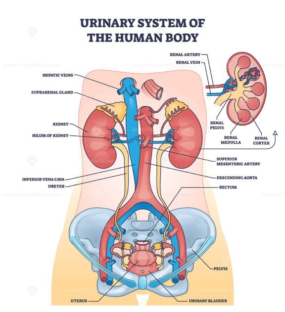 urinary system of the human body 1