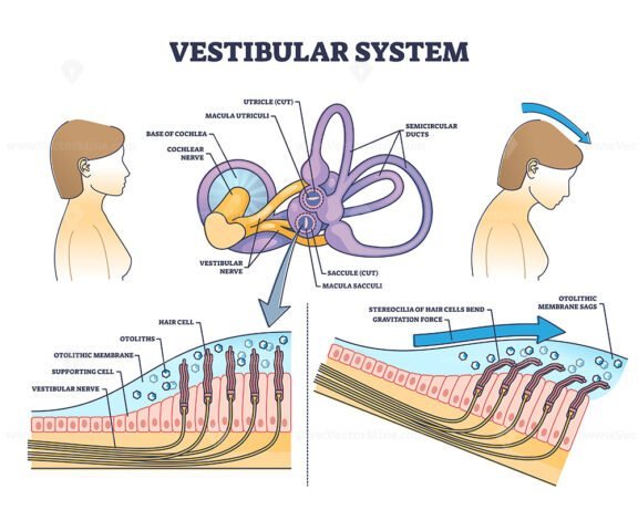 vestibular system outline 1