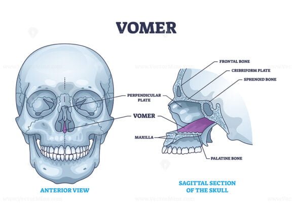vomer outline 1
