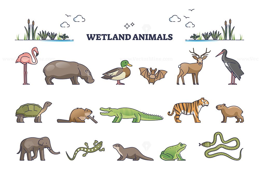 Wetland animals collection with wet environment fauna species outline set –  VectorMine
