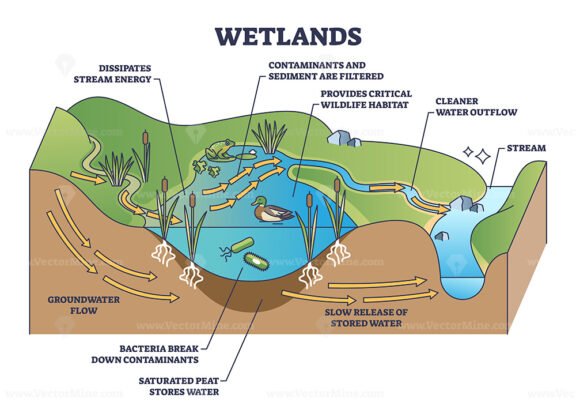 Wetlands environment description as wet soil with water outline diagram ...