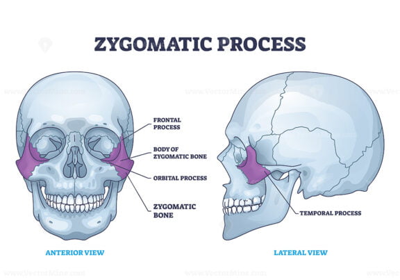 Zygomatic process as human cheek bone skeleton anatomy outline diagram